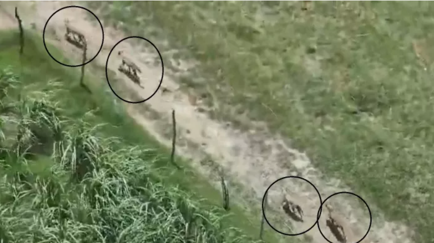 भेड़ियों का आतंक