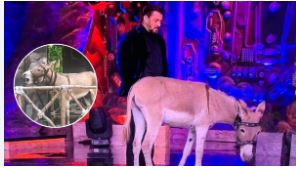 Salman Khan Urged to Stop Animal Use in Bigg Boss